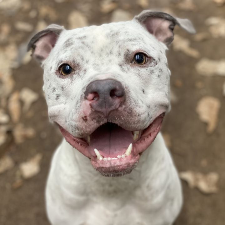 Dog for adoption BRODIE a Pit Bull Terrier in Galesburg IL