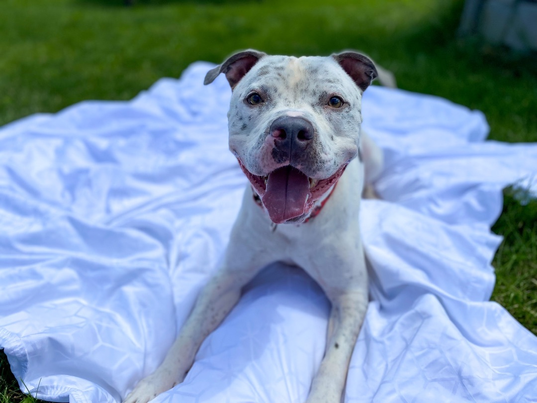 BRODIE, an adoptable Pit Bull Terrier in Galesburg, IL, 61401 | Photo Image 2
