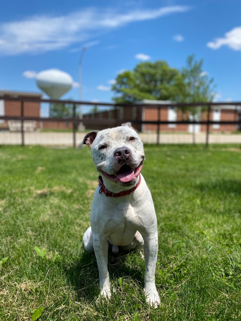 BRODIE, an adoptable Pit Bull Terrier in Galesburg, IL, 61401 | Photo Image 3