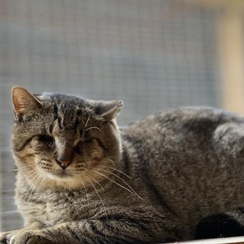 Darrin, an adoptable Domestic Short Hair in Folsom, LA, 70437 | Photo Image 1