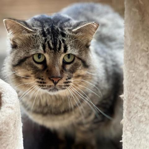 Woody, an adoptable Domestic Long Hair in Folsom, LA, 70437 | Photo Image 1