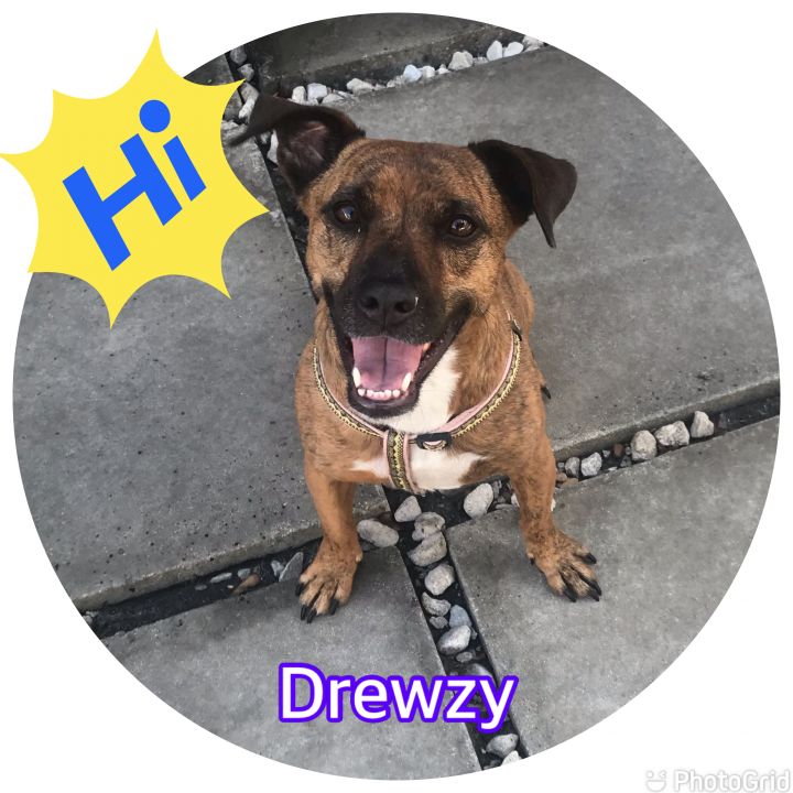 Drewzy, an adoptable Terrier Mix in Hollywood, FL_image-1