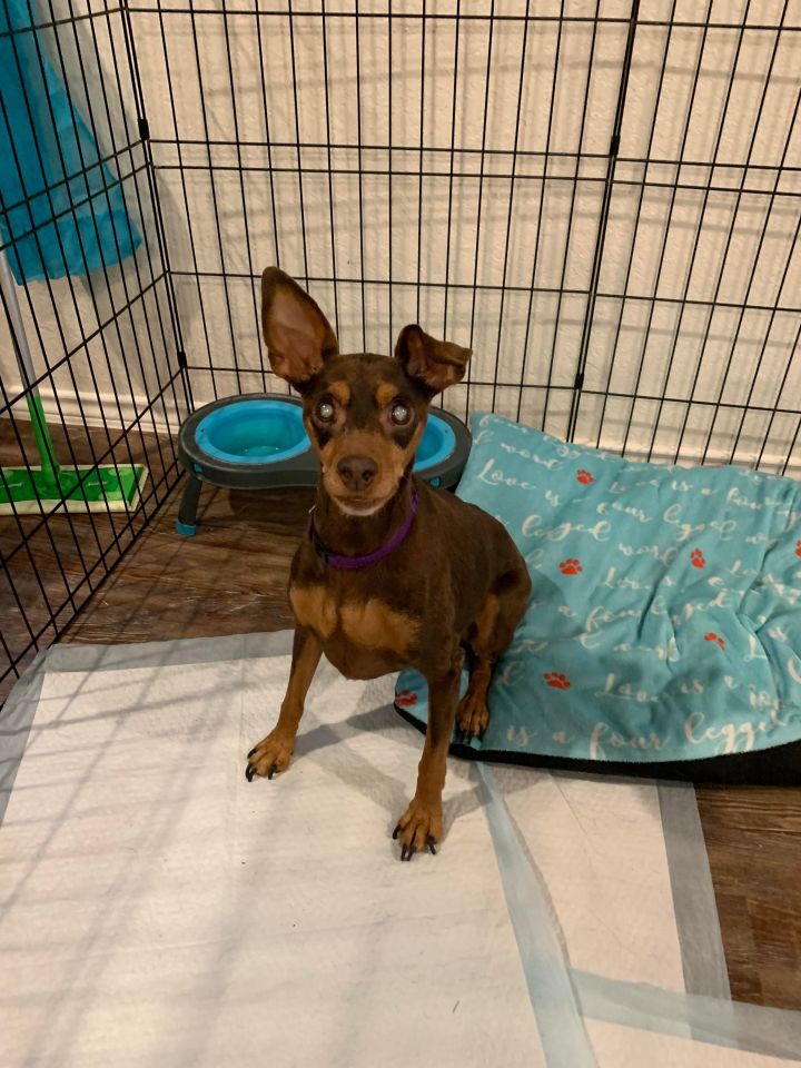 Min pin rescues near hot sale me