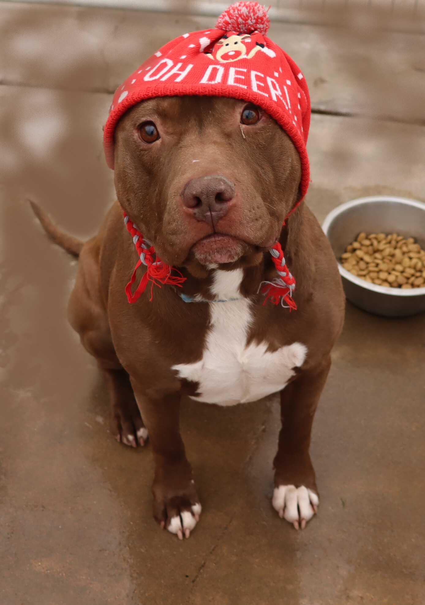 Taz, an adoptable American Staffordshire Terrier in Camp Verde, AZ, 86322 | Photo Image 3