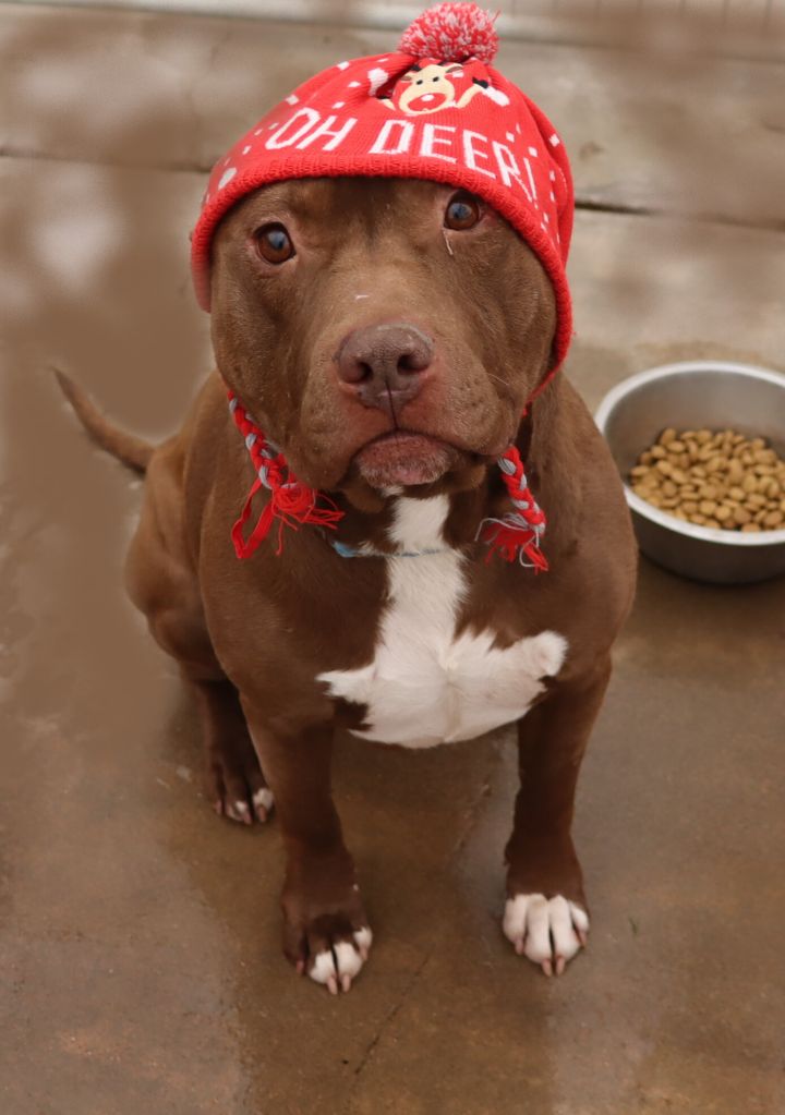 Taz, an adoptable American Staffordshire Terrier in Camp Verde, AZ_image-3