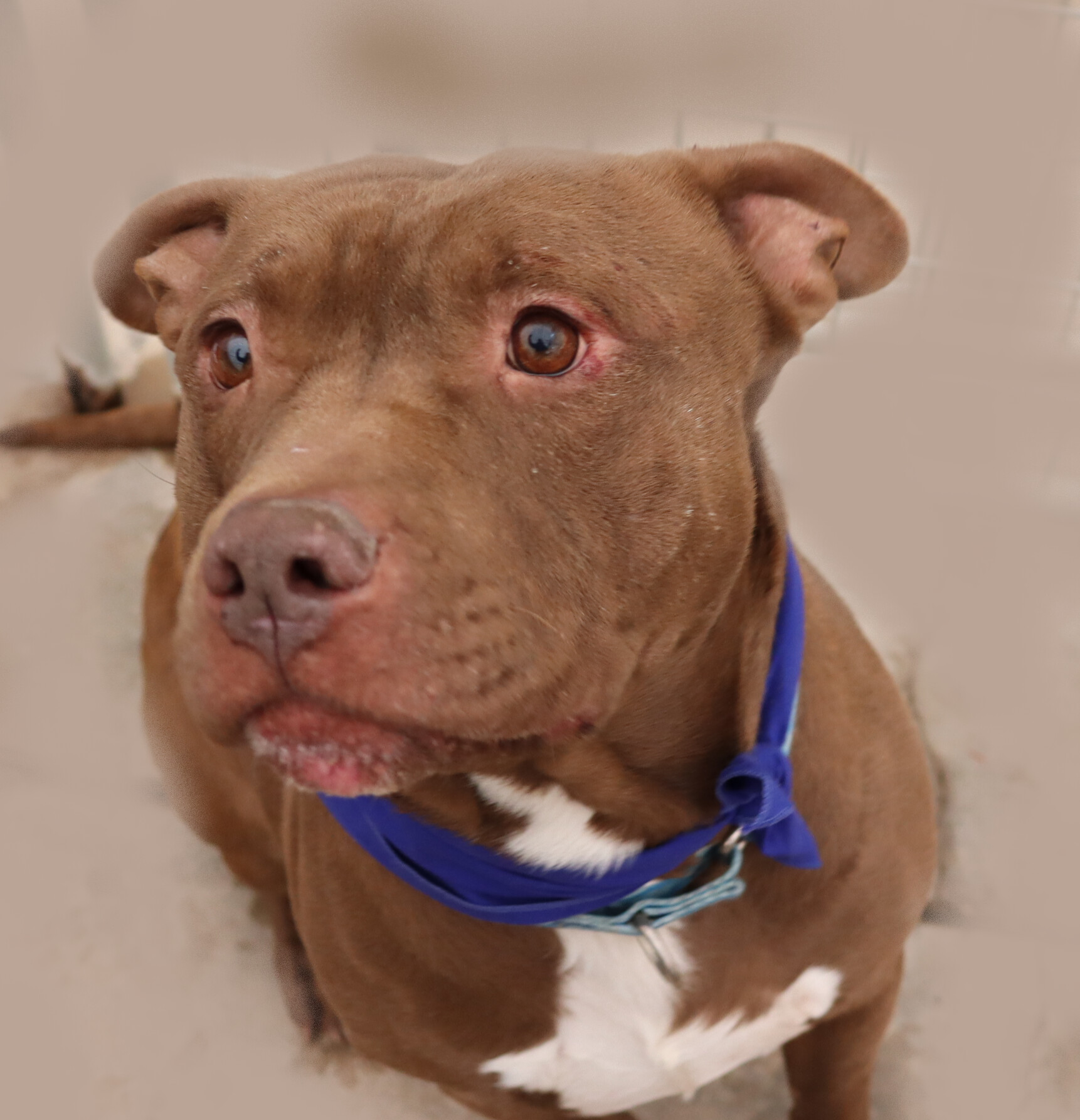 Taz, an adoptable American Staffordshire Terrier in Camp Verde, AZ, 86322 | Photo Image 3