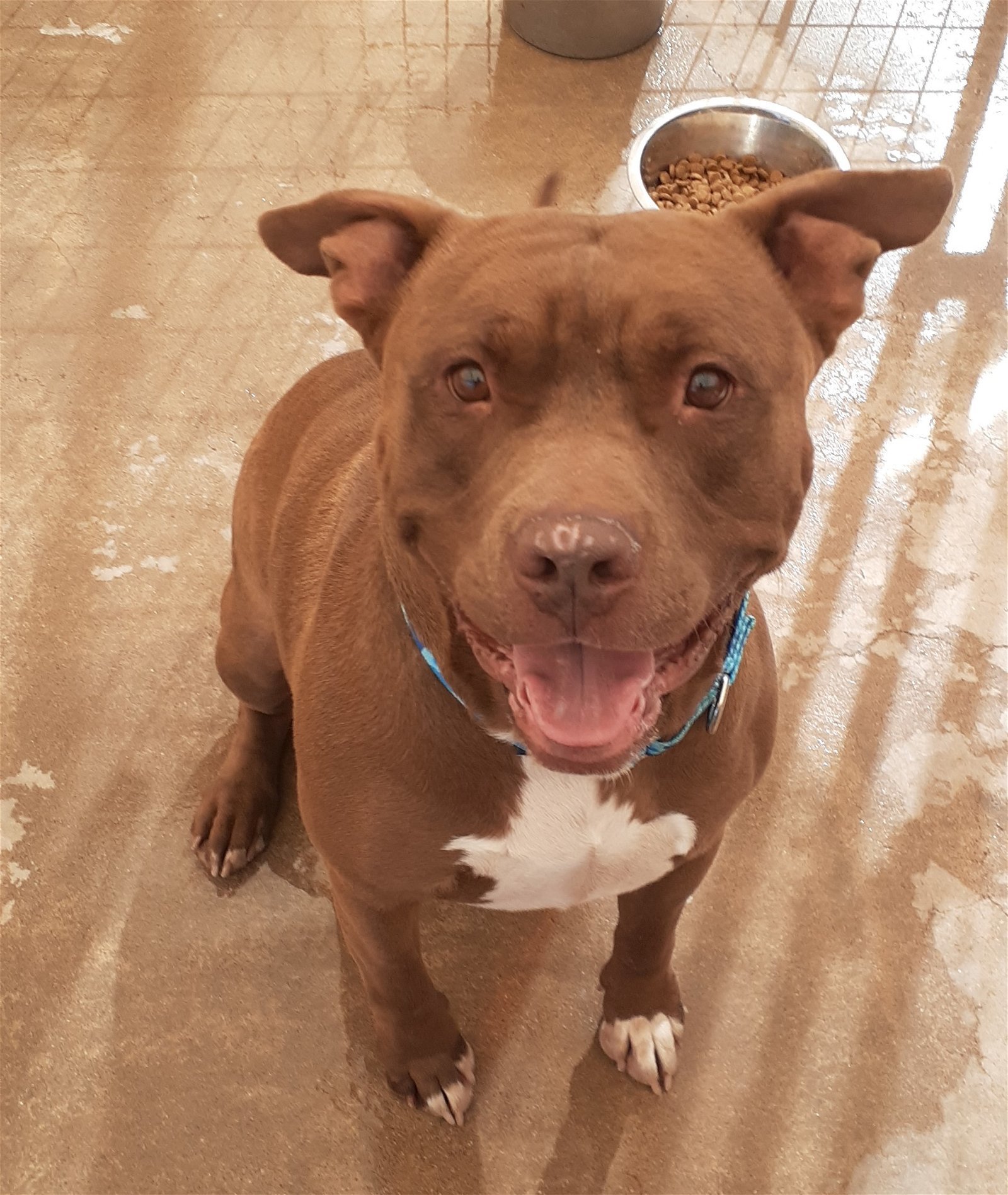Taz, an adoptable American Staffordshire Terrier in Camp Verde, AZ, 86322 | Photo Image 1