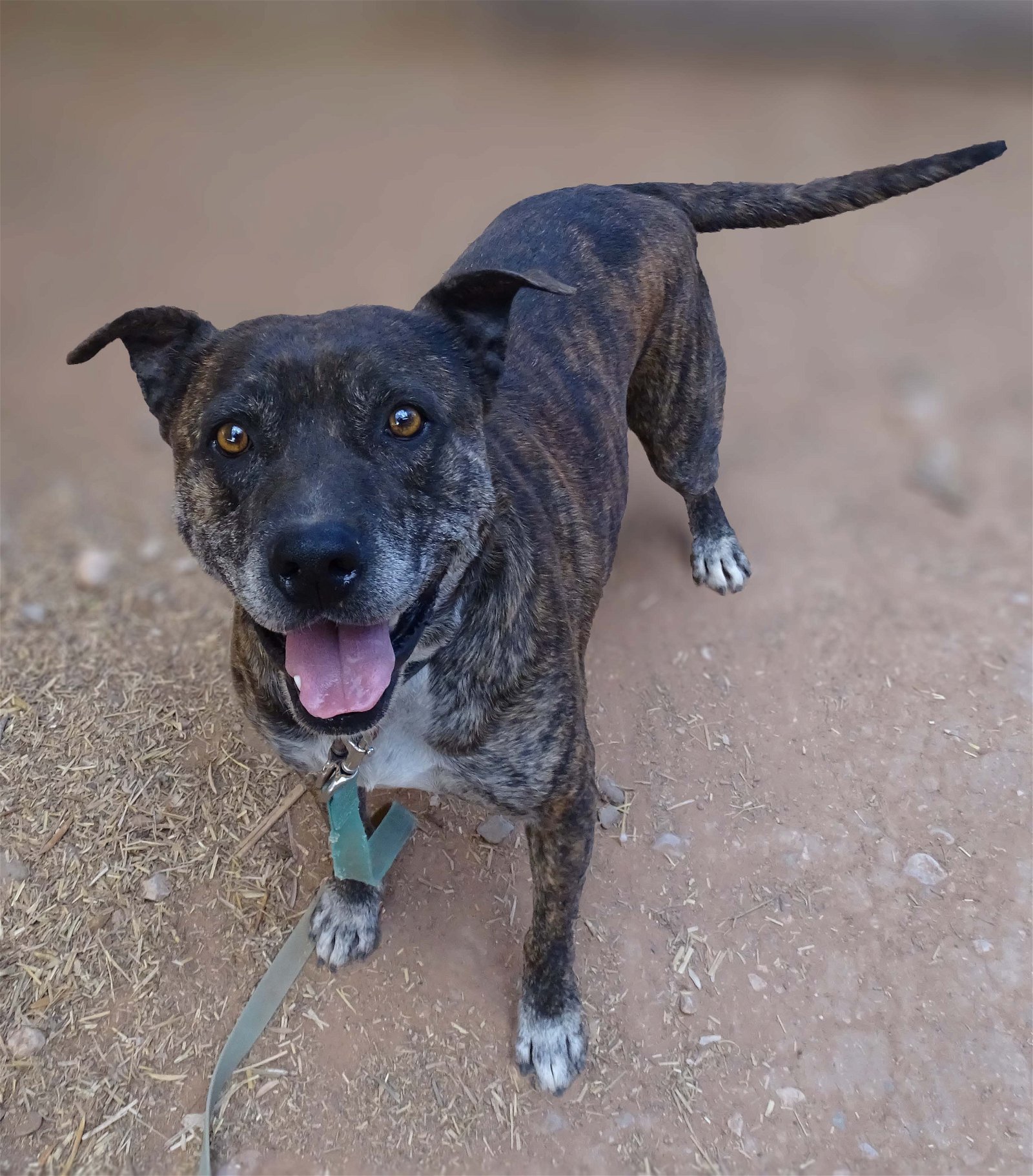 Buddy , an adoptable American Staffordshire Terrier in Camp Verde, AZ, 86322 | Photo Image 1