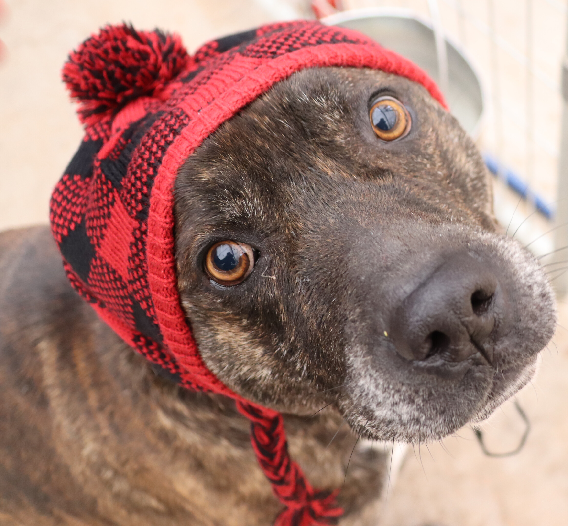 Buddy , an adoptable American Staffordshire Terrier in Camp Verde, AZ, 86322 | Photo Image 2