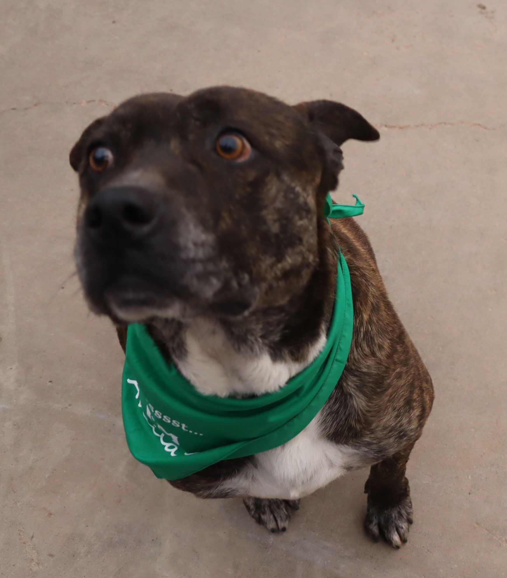 Buddy , an adoptable American Staffordshire Terrier in Camp Verde, AZ, 86322 | Photo Image 3