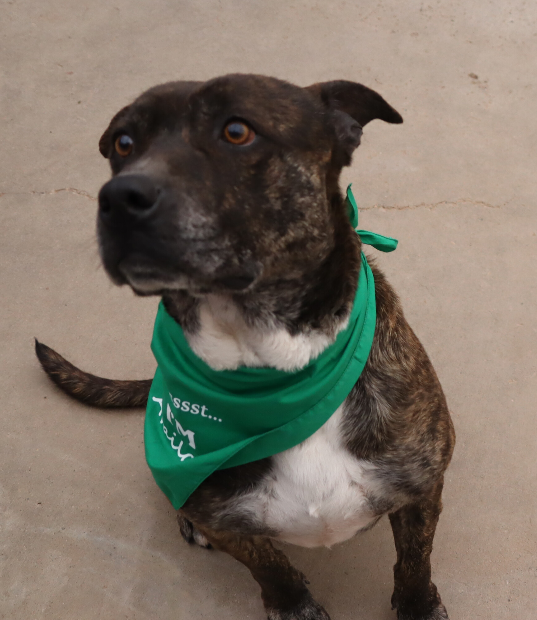 Buddy , an adoptable American Staffordshire Terrier in Camp Verde, AZ, 86322 | Photo Image 4