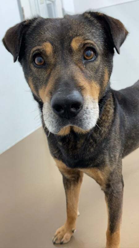 Lucio, an adoptable German Shepherd Dog & Shar-Pei Mix in Wantagh, NY_image-3