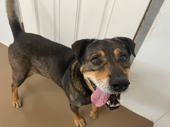 Lucio, an adoptable German Shepherd Dog & Shar-Pei Mix in Wantagh, NY_image-4