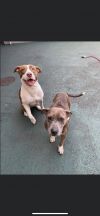 Leia and Nana (bonded pair)