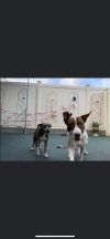 Leia and Nana (bonded pair)