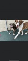 Leia and Nana (bonded pair)