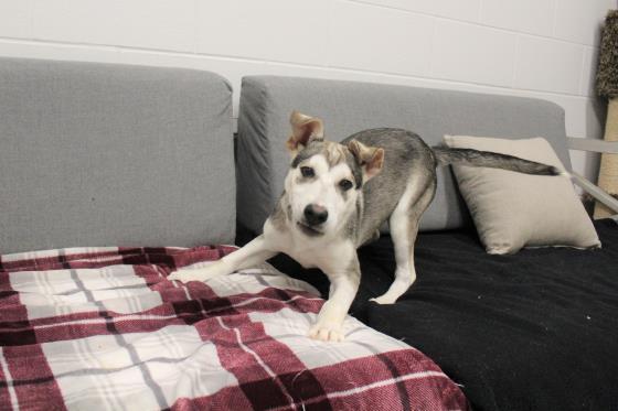NICOLAS, an adoptable Husky, Mixed Breed in Saskatoon, SK, S7K 3S9 | Photo Image 1