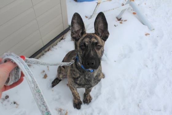 PRINCE PAUL, an adoptable Great Dane, German Shepherd Dog in Saskatoon, SK, S7K 3S9 | Photo Image 1