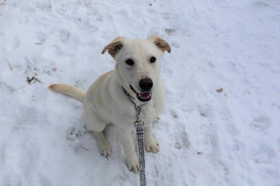 MUTTLEY CREW, an adoptable Labrador Retriever, Husky in Saskatoon, SK, S7K 3S9 | Photo Image 1