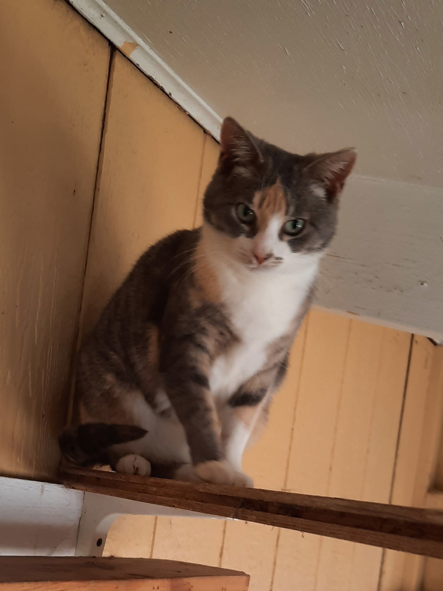 Amber, an adoptable Domestic Short Hair in Iroquois, IL, 60945 | Photo Image 1