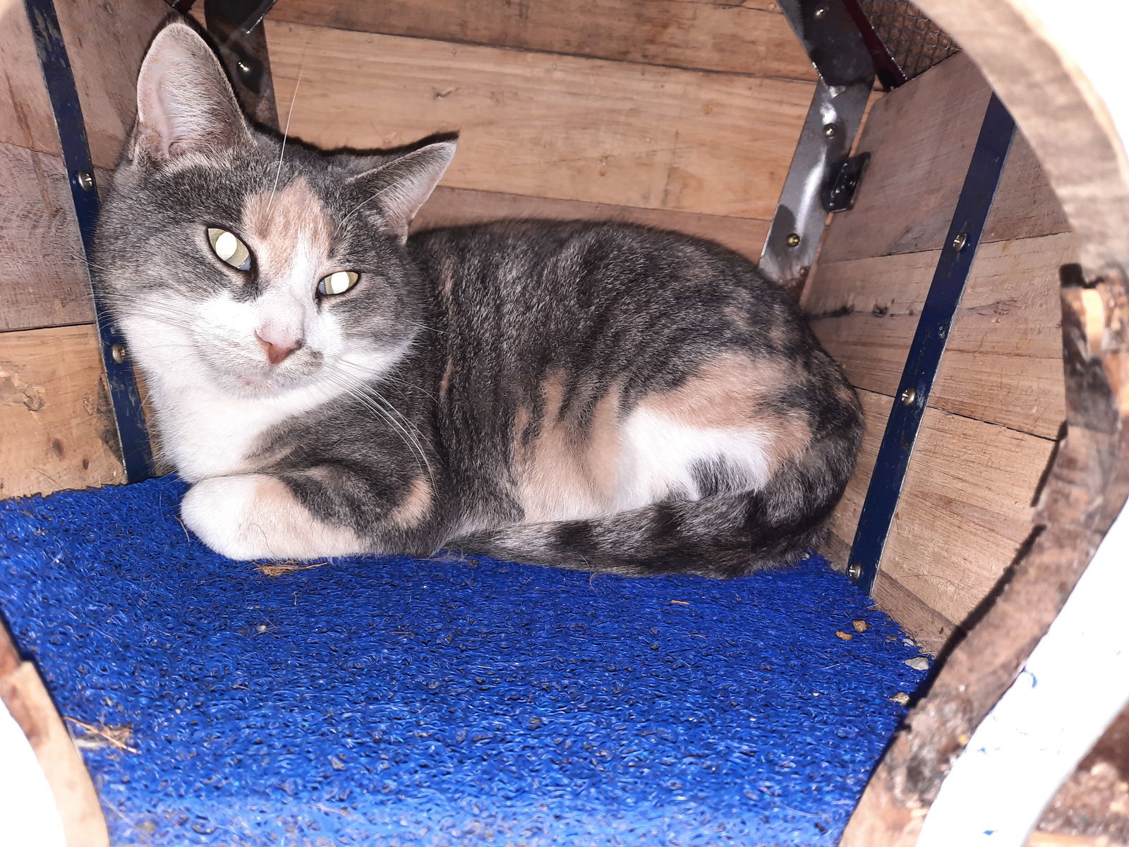 Amber, an adoptable Domestic Short Hair in Iroquois, IL, 60945 | Photo Image 2