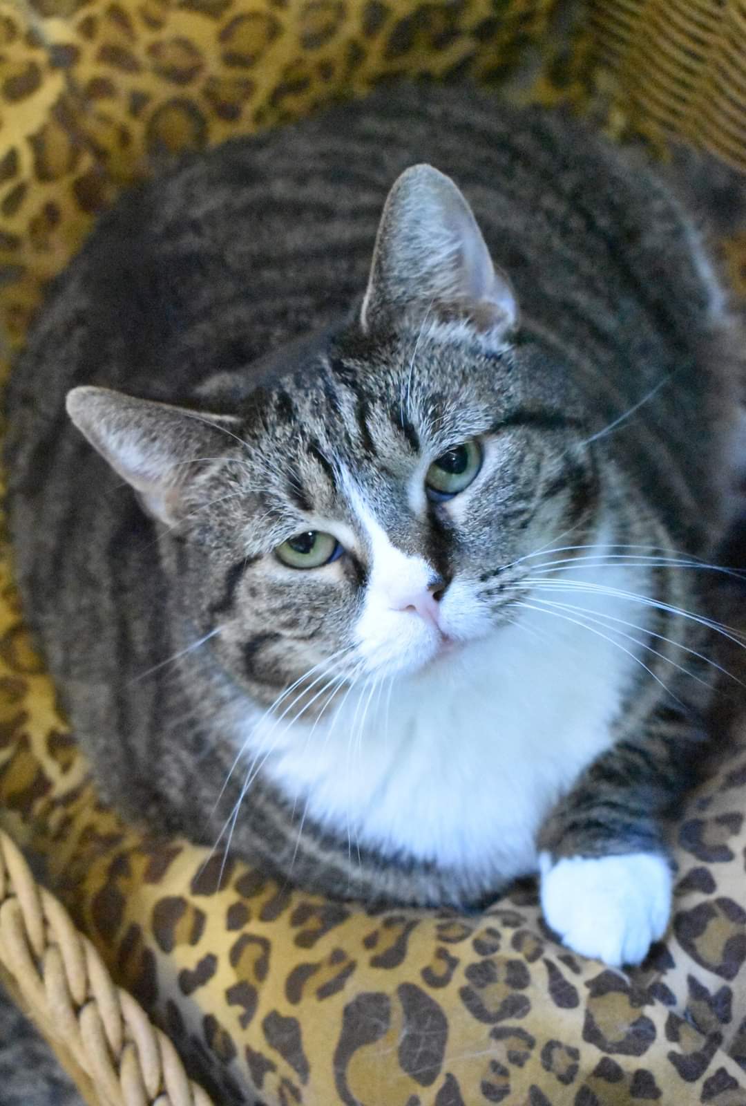 Cotton Candy, an adoptable Domestic Short Hair in Iroquois, IL, 60945 | Photo Image 1