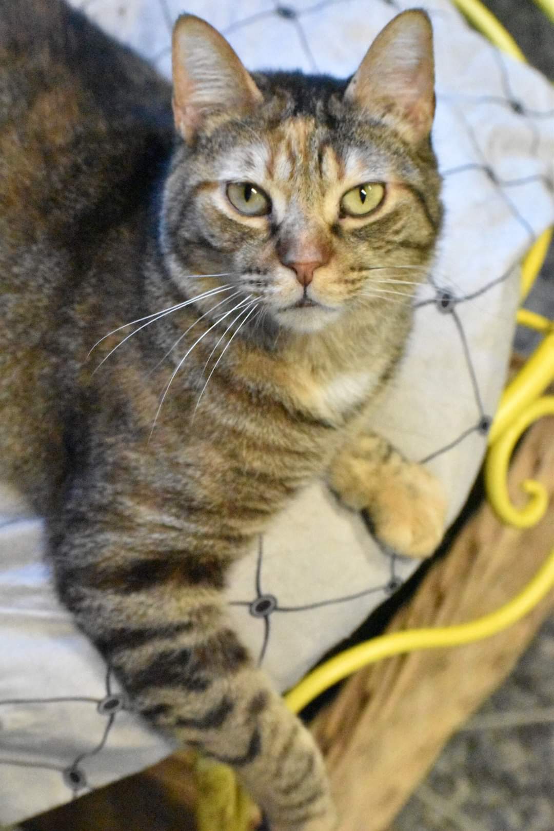 Maizy, an adoptable Domestic Short Hair in Iroquois, IL, 60945 | Photo Image 1