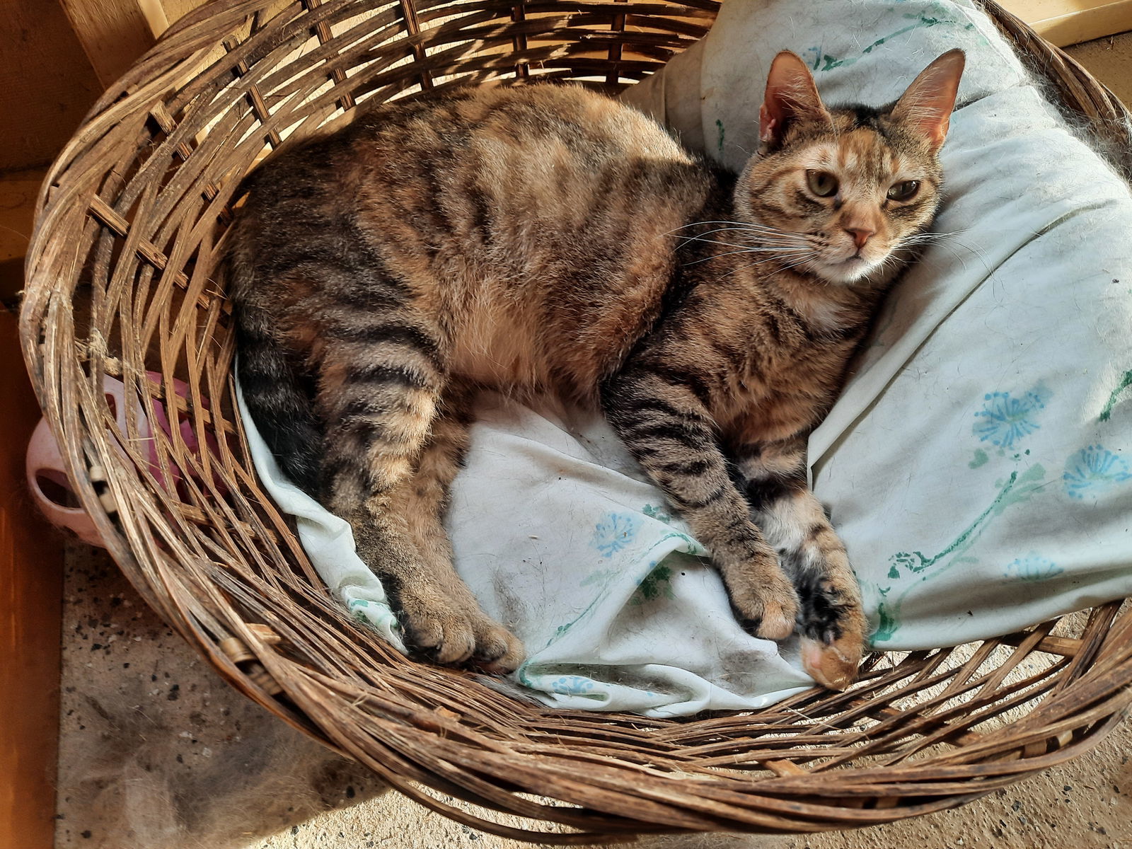 Maizy, an adoptable Domestic Short Hair in Iroquois, IL, 60945 | Photo Image 2