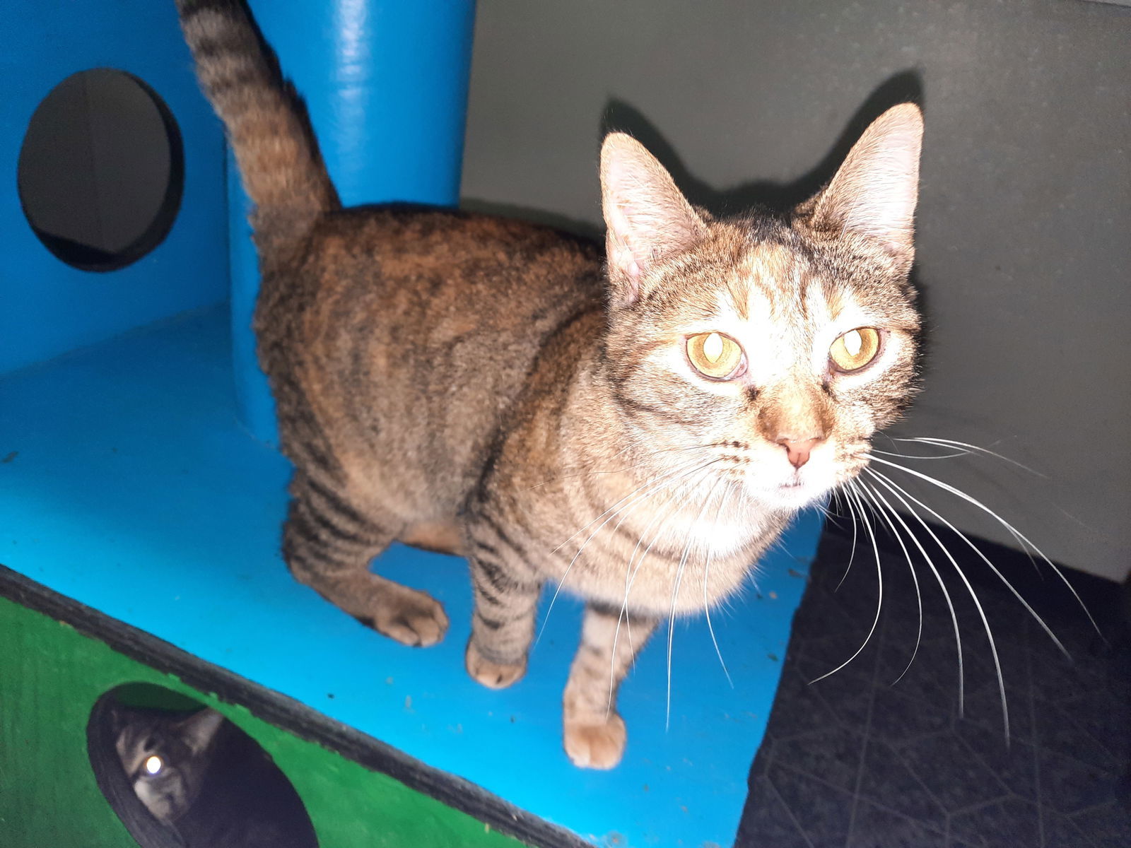 Maizy, an adoptable Domestic Short Hair in Iroquois, IL, 60945 | Photo Image 3