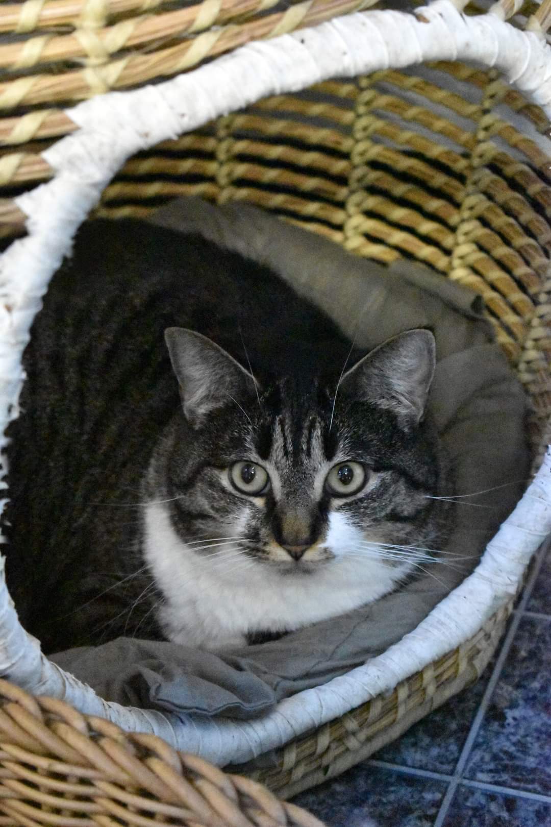 Toothpick, an adoptable Domestic Short Hair in Iroquois, IL, 60945 | Photo Image 1