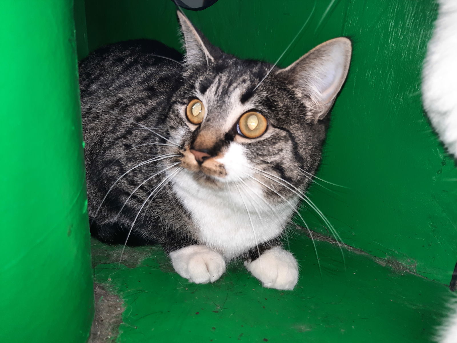 Toothpick, an adoptable Domestic Short Hair in Iroquois, IL, 60945 | Photo Image 2