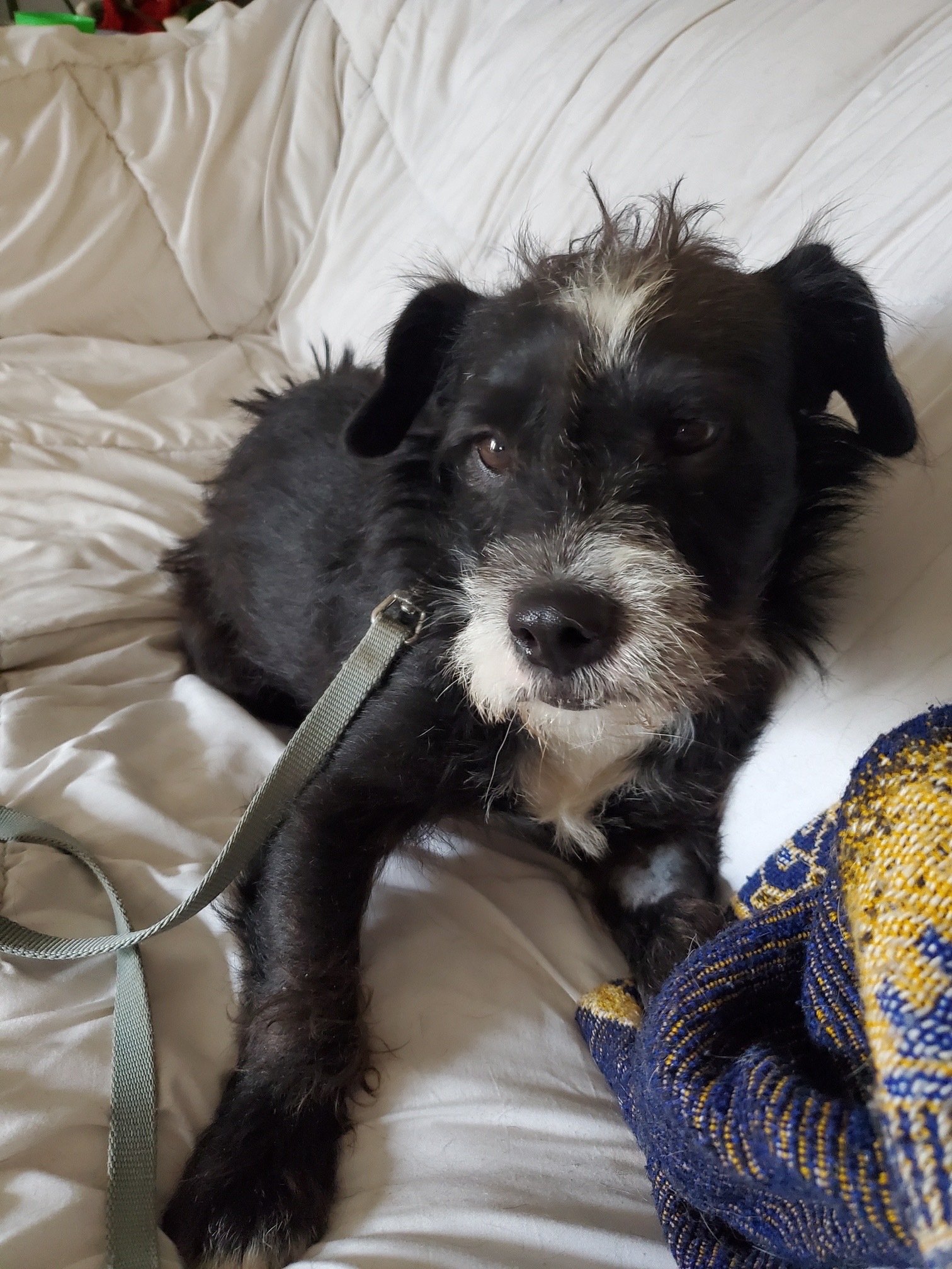 Harley, an adoptable Terrier in Saskatoon, SK, S7L 3K9 | Photo Image 1