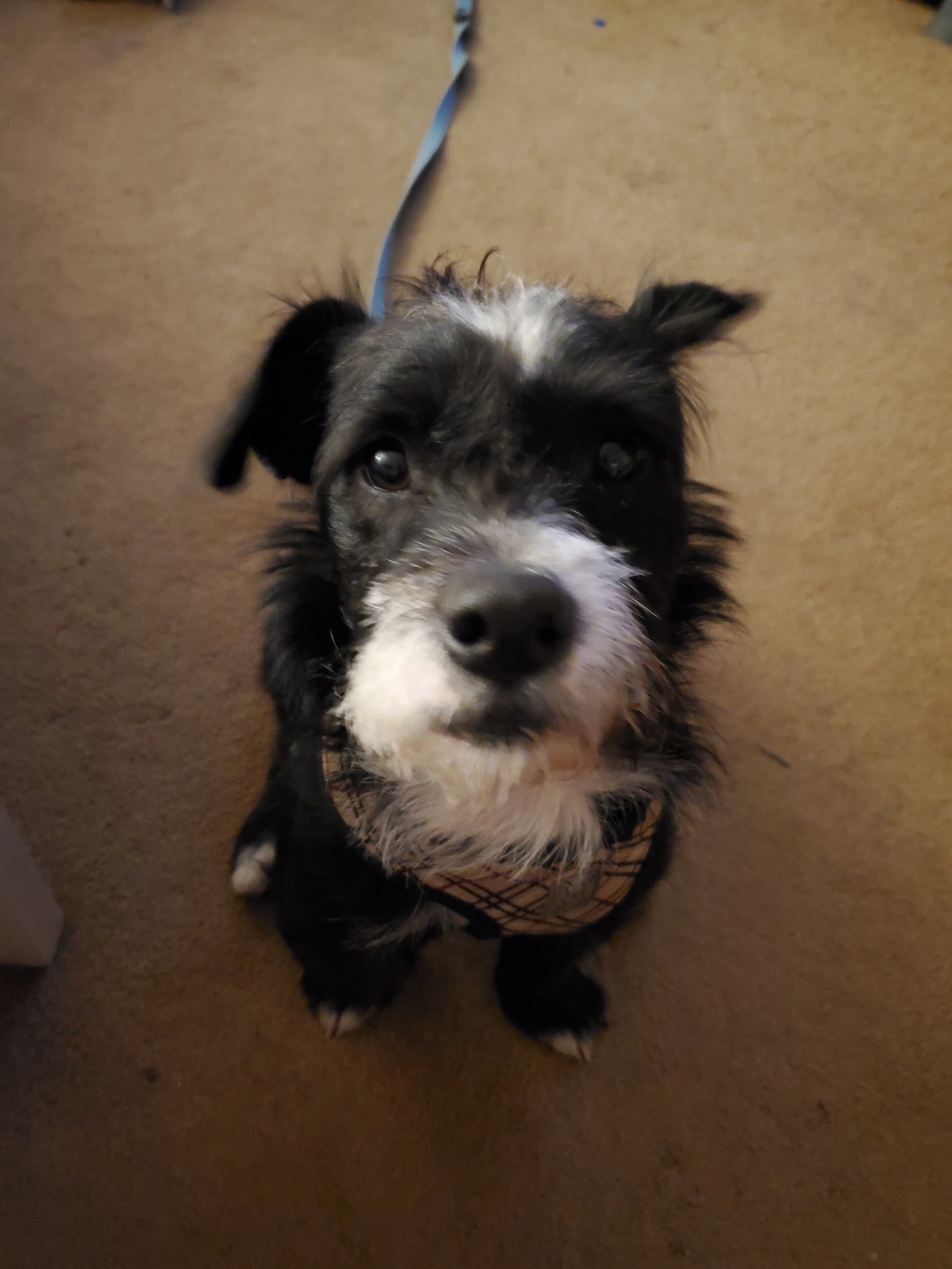 Harley, an adoptable Terrier in Saskatoon, SK, S7L 3K9 | Photo Image 2