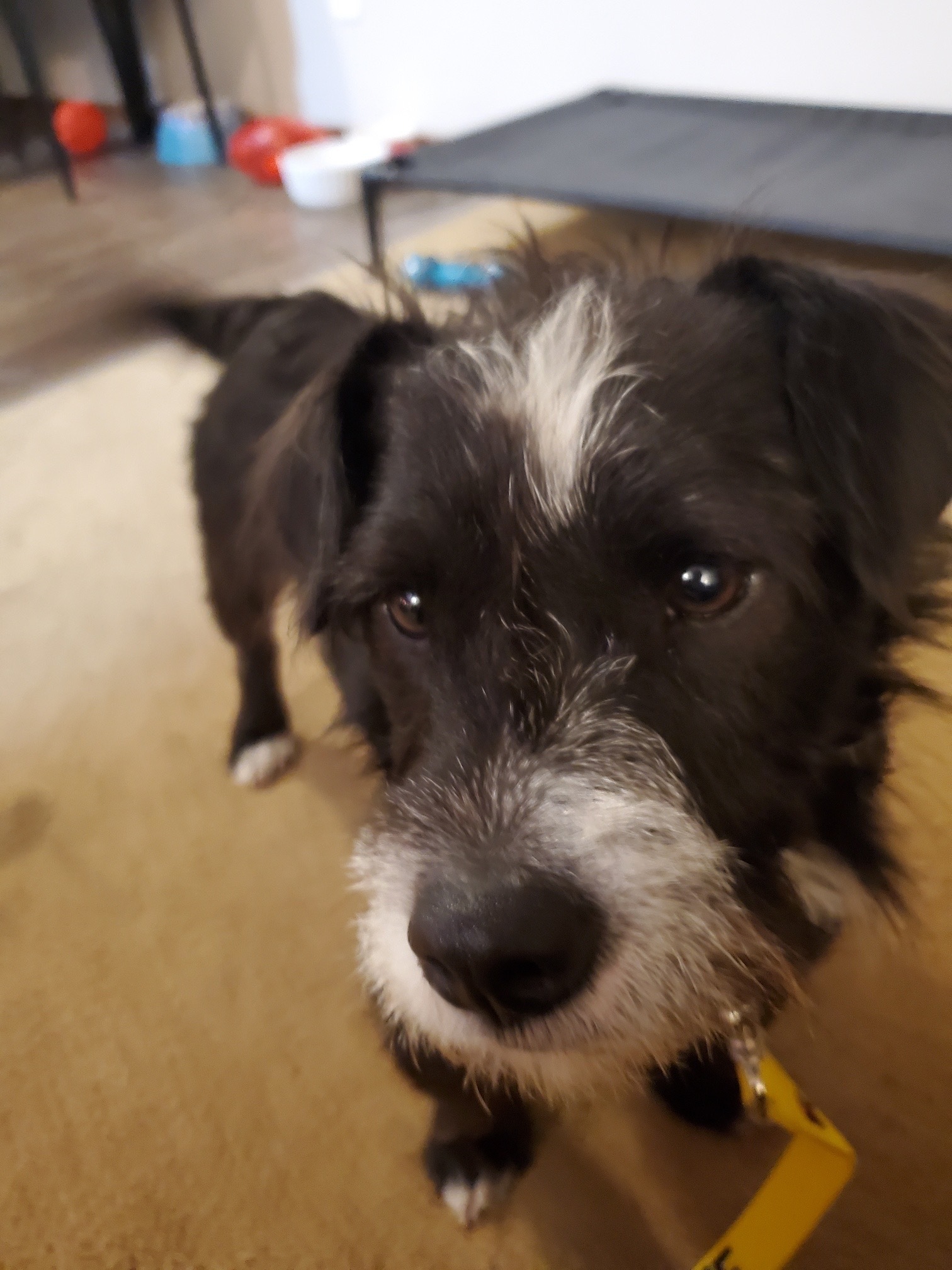 Harley, an adoptable Terrier in Saskatoon, SK, S7L 3K9 | Photo Image 3