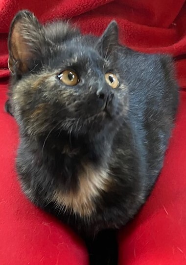 spice, an adopted Tortoiseshell & Domestic Short Hair Mix in Centreville, VA_image-3