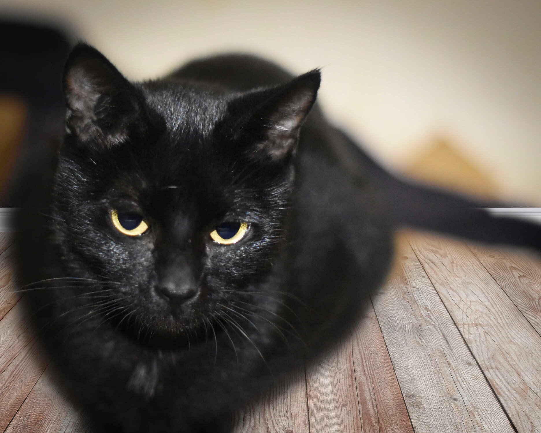 Shirley, an adoptable Domestic Short Hair in Puyallup, WA, 98372 | Photo Image 2