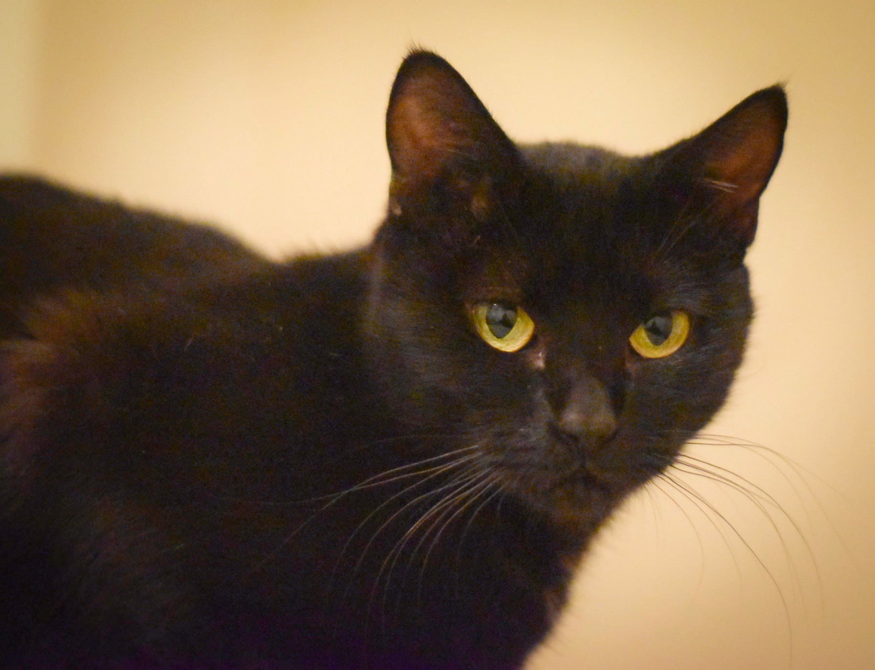 Shirley, an adoptable Domestic Short Hair in Puyallup, WA, 98372 | Photo Image 4