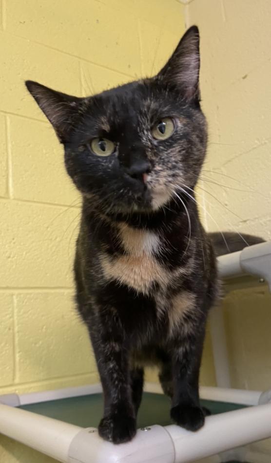 Jasmine, an adoptable Domestic Short Hair in Sandy, UT, 84070 | Photo Image 1