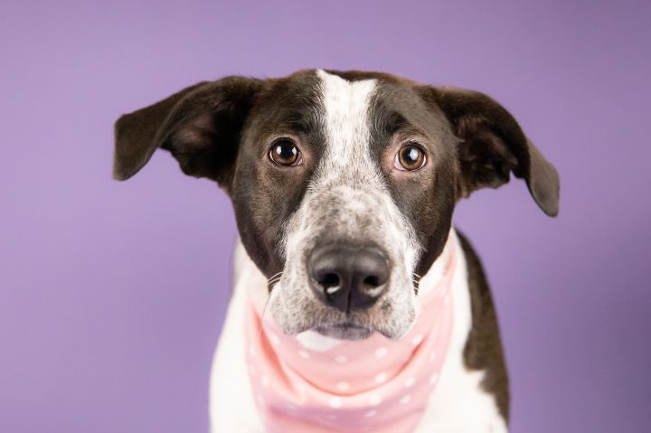 Freckles, an adoptable Mixed Breed in Cypress, TX_image-3