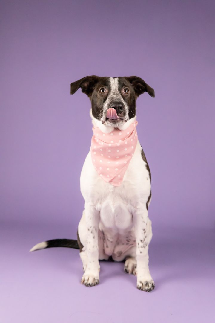 Freckles, an adoptable Mixed Breed in Cypress, TX_image-4