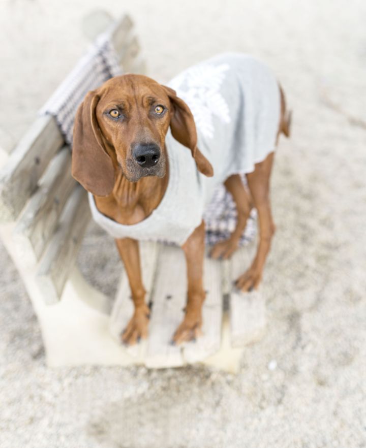Sally Ann, an adoptable Redbone Coonhound in Cincinnati, OH_image-1