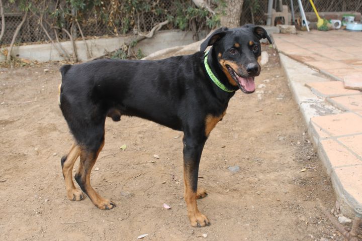 Dog for adoption - Phoenix, a Doberman Pinscher & Rottweiler Mix in Pacific  Palisades, CA | Petfinder