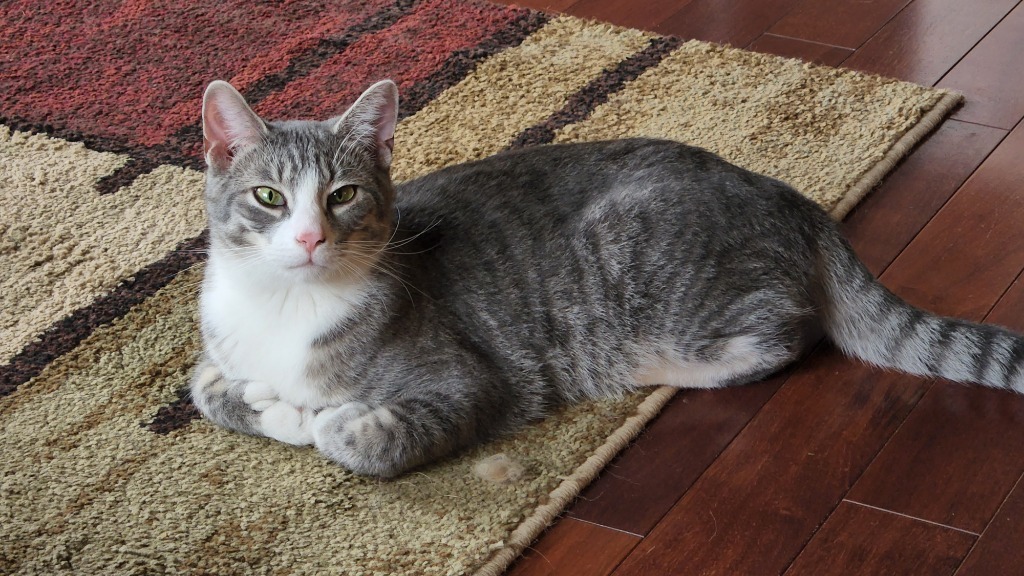 Rudy, an adoptable Domestic Short Hair in Brainardsville, NY, 12915 | Photo Image 1