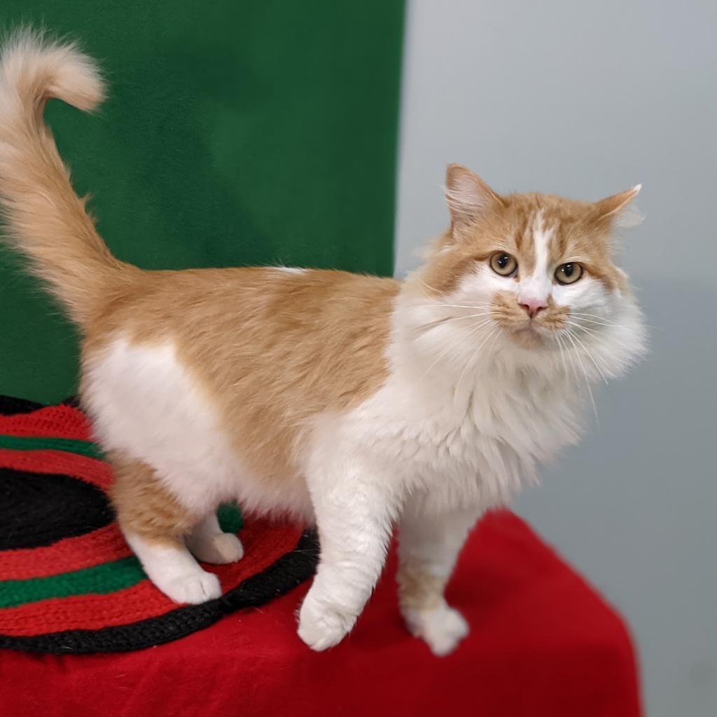 Conan, an adoptable Domestic Long Hair in Mount Vernon, OH, 43050 | Photo Image 1