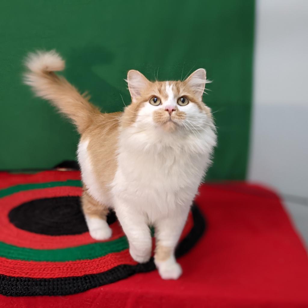 Conan, an adoptable Domestic Long Hair in Mount Vernon, OH, 43050 | Photo Image 2