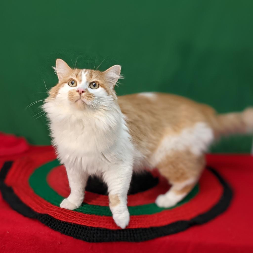 Conan, an adoptable Domestic Long Hair in Mount Vernon, OH, 43050 | Photo Image 3