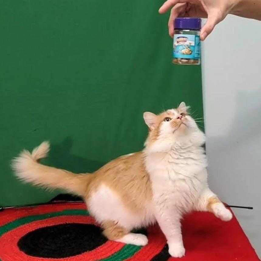 Conan, an adoptable Domestic Long Hair in Mount Vernon, OH, 43050 | Photo Image 5