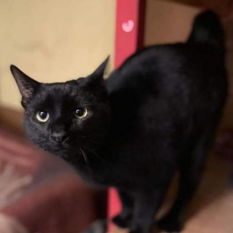 Peter Parker, an adoptable Domestic Short Hair in Winchester, VA, 22602 | Photo Image 1