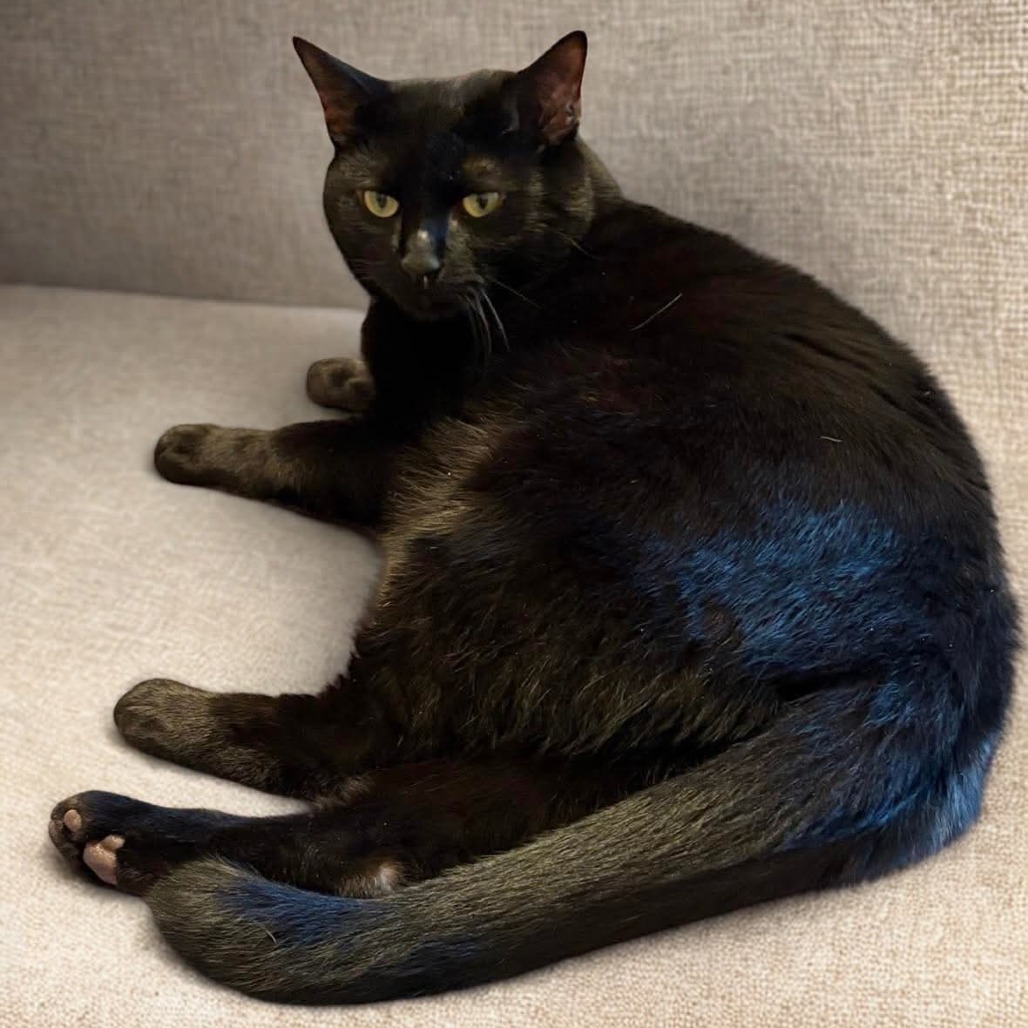 Peter Parker, an adoptable Domestic Short Hair in Winchester, VA, 22602 | Photo Image 1