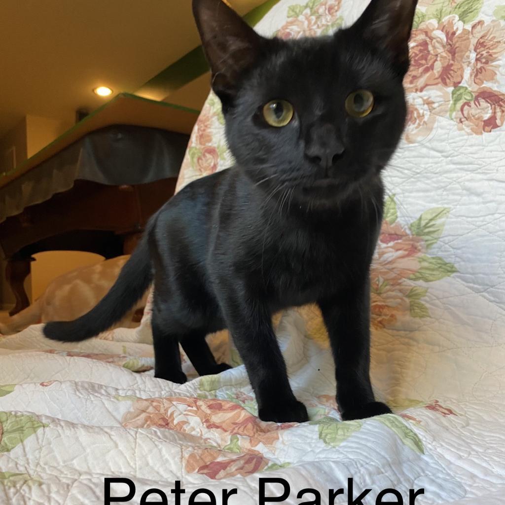 Peter Parker, an adoptable Domestic Short Hair in Winchester, VA, 22602 | Photo Image 3